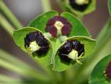  Detail of the flowers of Large Mediterranean Spurge 