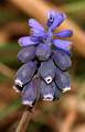  Grape Hyacinth 