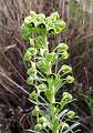  Large Mediterranean Spurge 