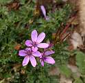  Musk Storksbill 