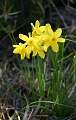  Common Jonquil 