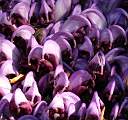  Close-up of Purple Toothwort 