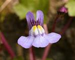  Close-up of single flower of Ivy-leaved Toadflax 