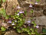  Ivy-leaved Toadflax 