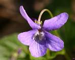  Dog Violet 