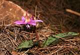  Dog's Tooth Violet, 