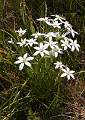  Star of Bethlehem at Serignan Plage