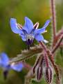  Borage flower near Lac du Salagou