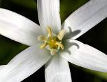  Close-up of flower of Star of Bethlehem