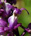  Early Purple Orchid in the Foret des Écrivains-combattants