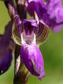  Green-winged Orchid in the Foret des Écrivains-combattants