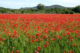  Magnificent field of poppies in Hérepian