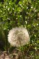  Seed head of one of the hawkweeds near Lac du Salagou