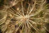  Close-up of seed head of one of the hawkweeds near Lac du Salagou