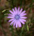  Attractive purple daisy-like flower, unsure of the species but could be BlueLettuce 