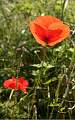  Poppies near the River Orb at Bédarieux