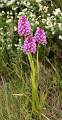  Pyramidal Orchid on the Garrigue near Faugères