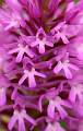  Close-up of flowers of Pyramidal Orchid on the Garrigue near Faugères