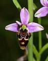  Close-up of flower of the Woodcock Orchid 