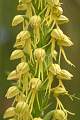  Close-up of the flowers of Man Orchid 