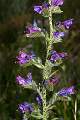  Viper's Bugloss flowers on the Garrigue near Faugères