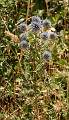  Globe Thistle 