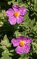  Grey-leaved Rock rose 