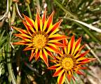  Spectacular Gazanias at the Mediterranean Garden, Roquebrun