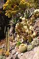  Various cacti and succulents in the Mediterranean Garden at Roquebrun