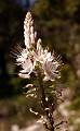  Asphodel on the slopes of Pic St-Baudille