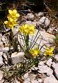  Jonquils on the slopes of Pic St-Baudille