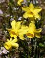  Jonquils on the slopes of Pic St-Baudille