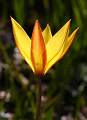  Wild Tulip 