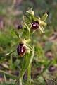  Early Spider Orchid, 