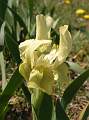  Close up of flower of Drawf Iris, 