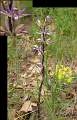  Violet Bird's-nest Orchid, 