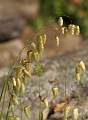  Quaking Grass