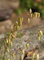  Quaking Grass