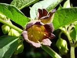  Close-up of flower of Deadly Nightshade 