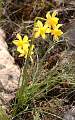  Jonquils near Faugères