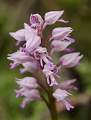  Military Orchid 