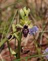  Insect mimic orchid, possibly 