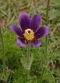  Pasque Flower 