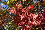  Magnificent autumn colours