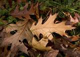  Autumn Leaves - Foret des Ecrivains-Combattants
