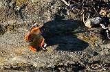  Red Admiral 