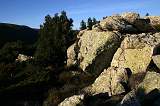  Rocks and Shrubs in the afternoon sun.