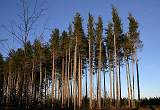  Spindly fir trees near a recently felled area of the forest.