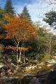  Autumn colours in les Gorges d'Héric