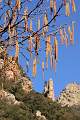  Hazel catkins and the Cirque de Farrieres, les Gorges d'Héric